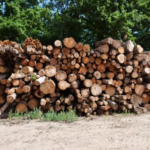 Troncs d'arbres empilés en attente de valorisation